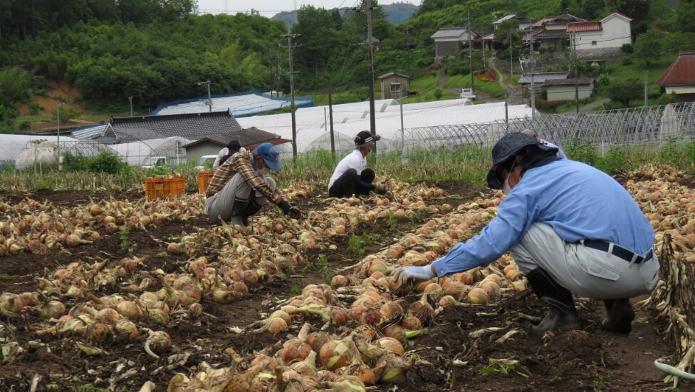 農園芸班（野菜グループ）