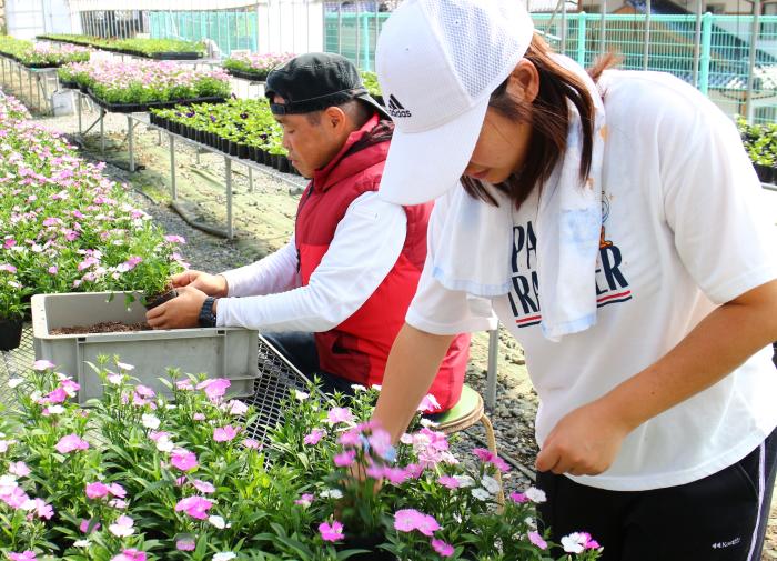 秋の花苗　注文受付中です！