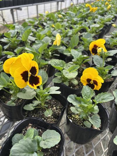 秋～冬の花苗注文始まりました！！（2025）